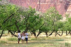 Lolo and the boys picking apricots