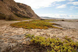 Torrey Pines State Beach