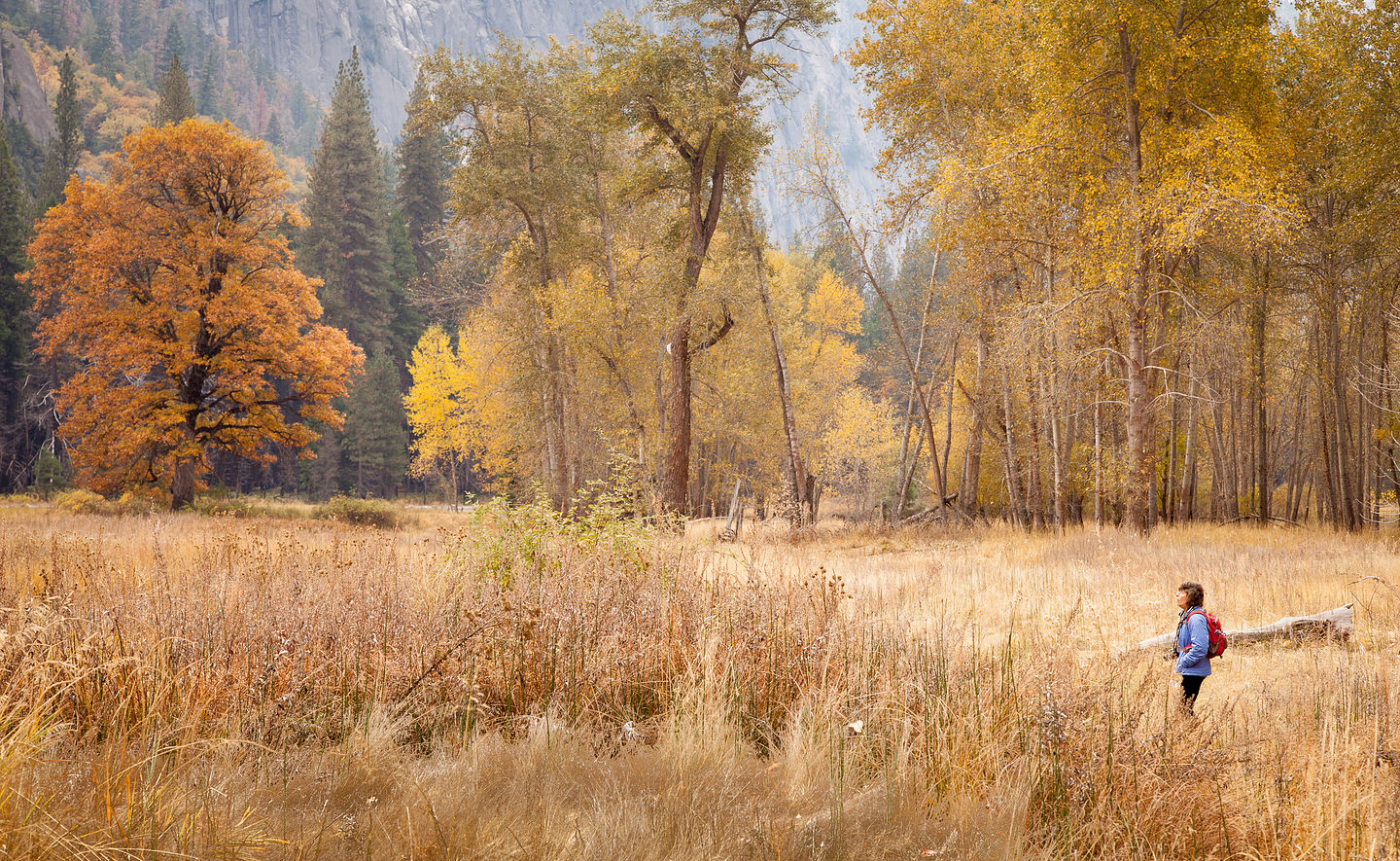 Lolo in meadow