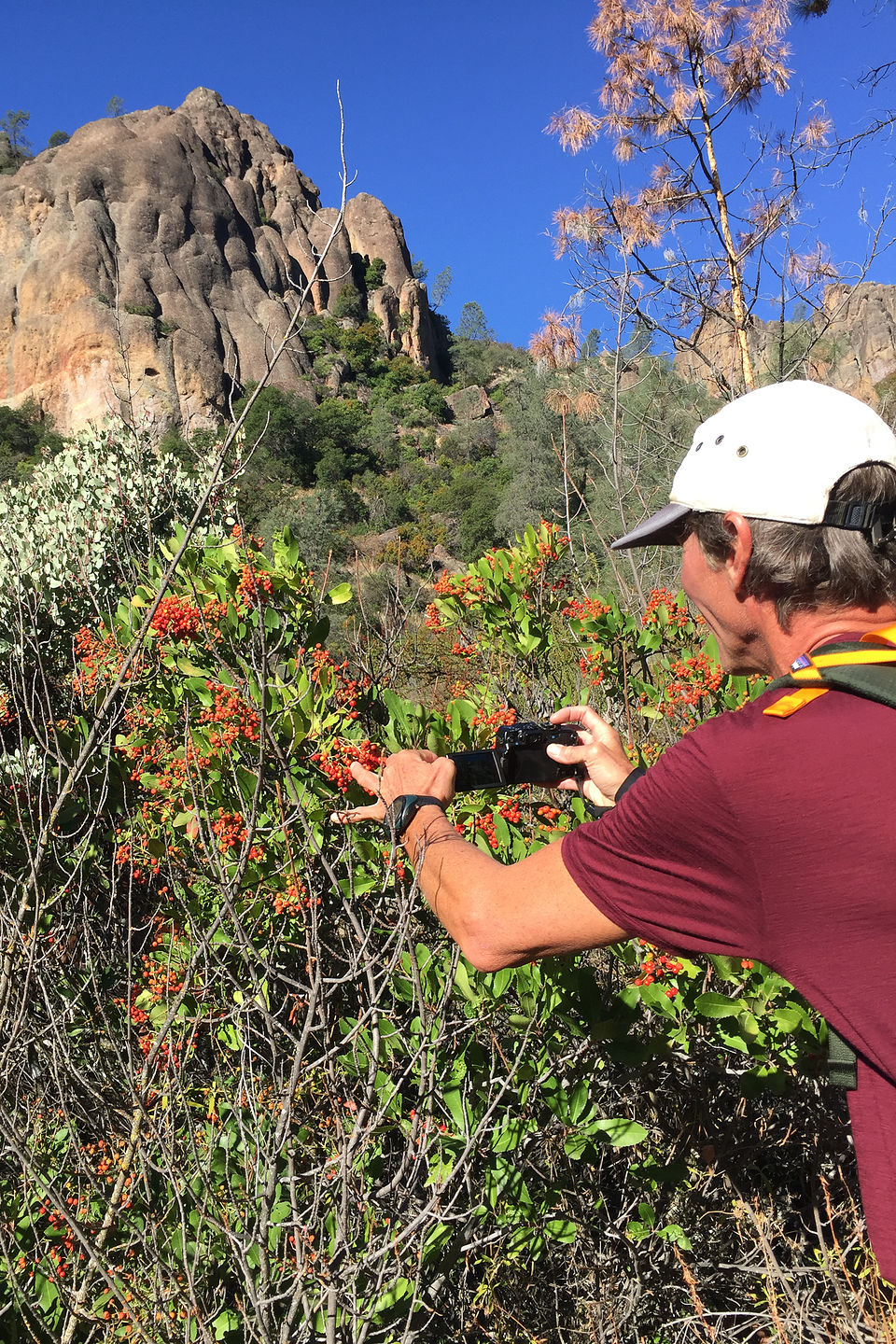 Sensitive Herb photographing flowers