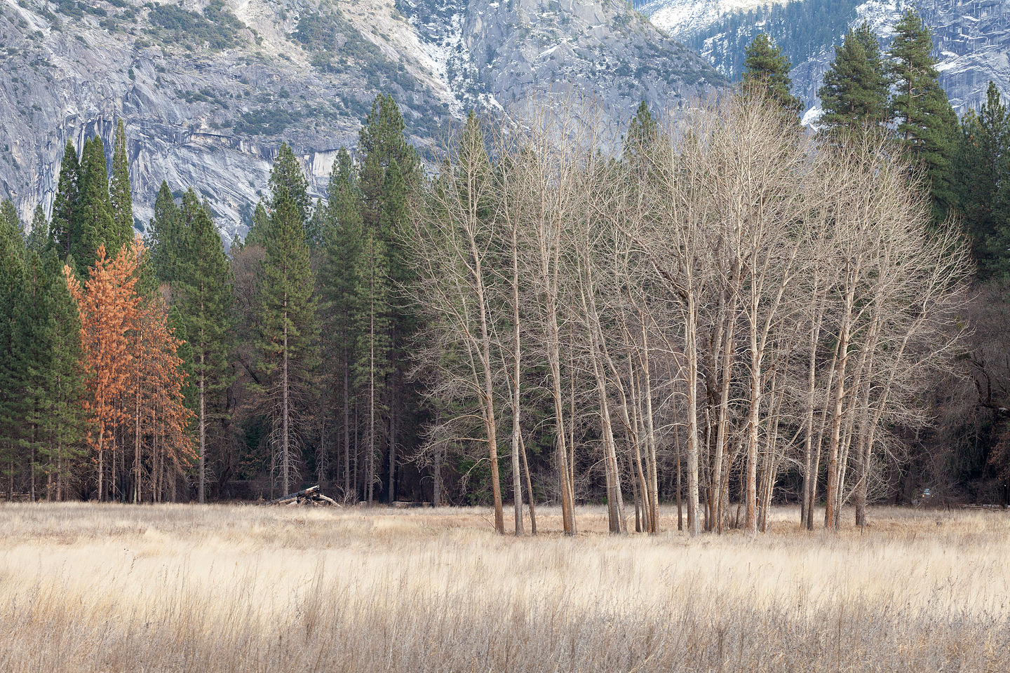 The barren trees of winter