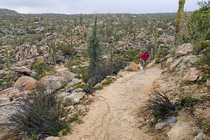 Hiking up to the Catavina cave paintings