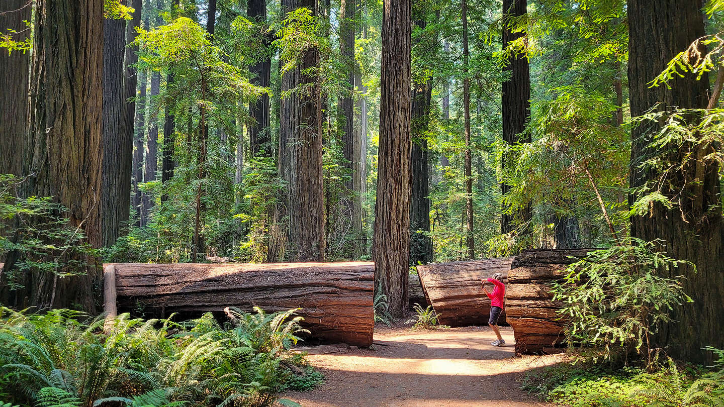 Lolo stalking the fallen Dyerville Giant