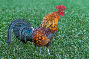 Feral Rooster