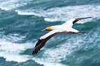 Gannet in flight