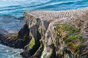 Muriwai Cliffs