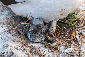 Little ugly dinosaur phase