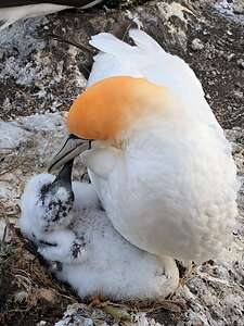 Cute little snowball phase