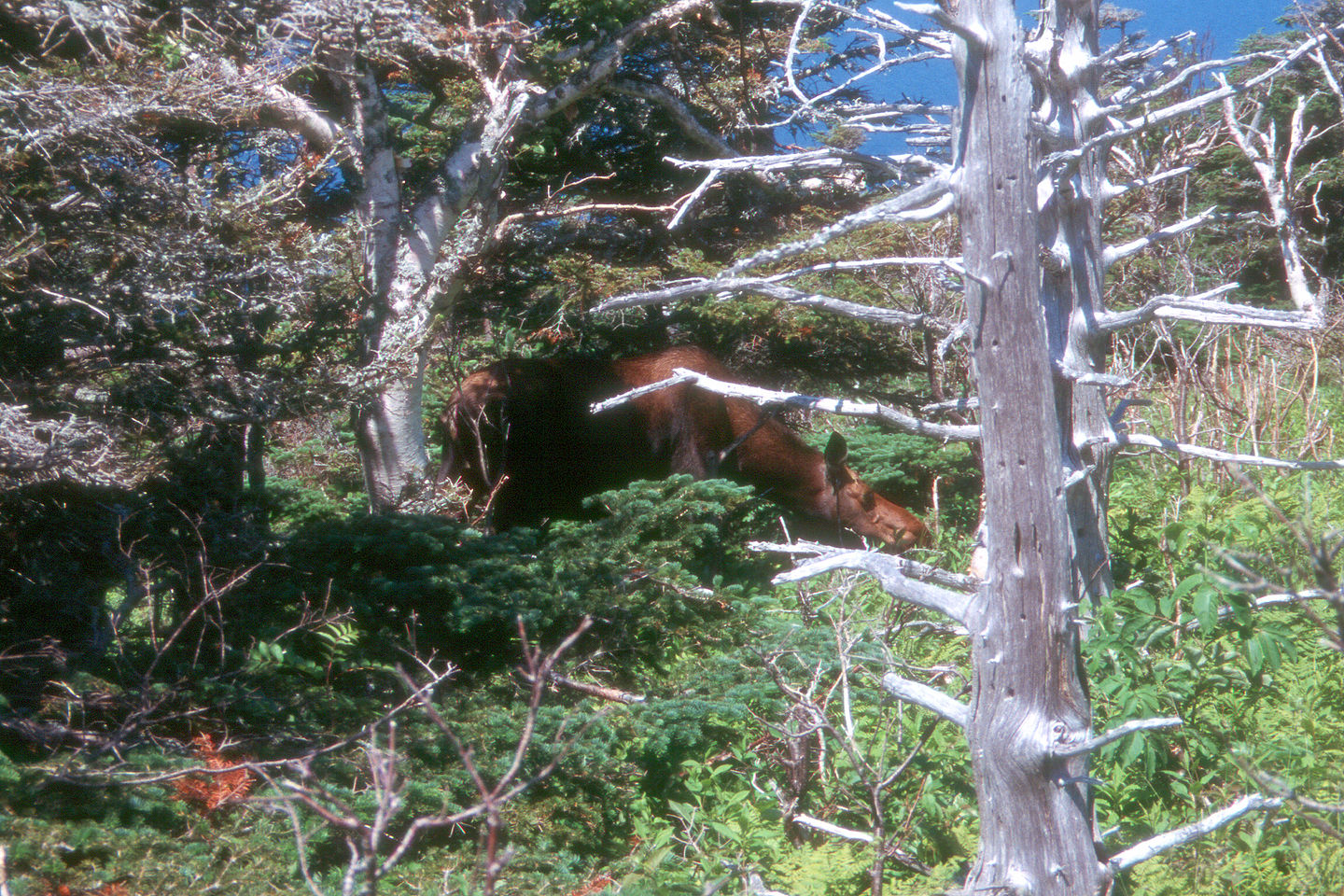 Moose on the Skyline Trail