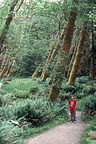 Andrew in the Hoh Rain Forest