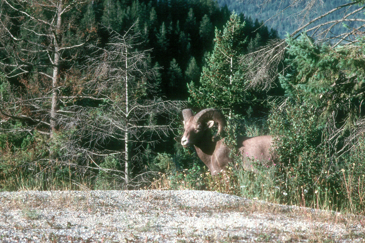 Big horn sheep near campground