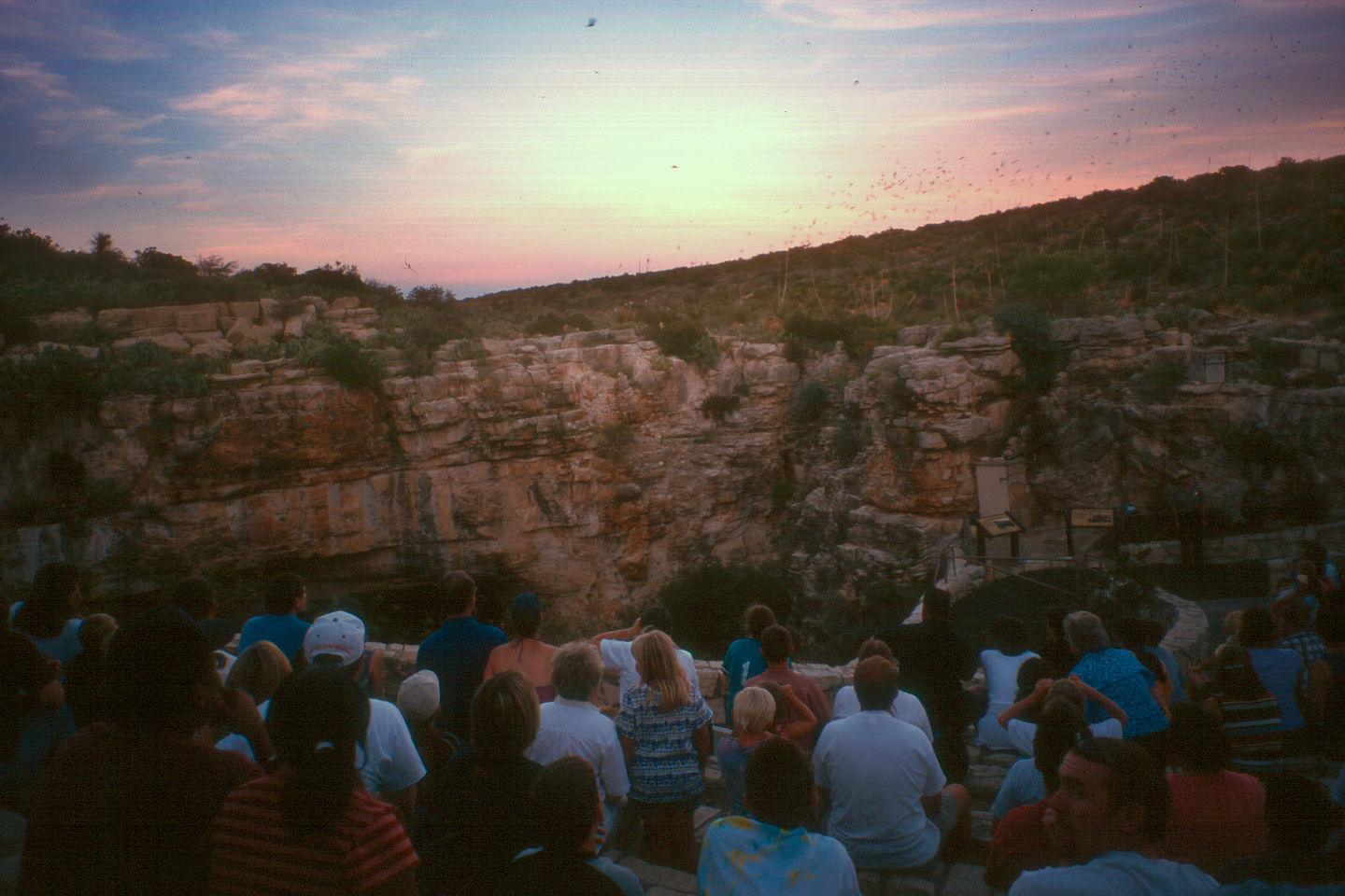 Evening bat flight