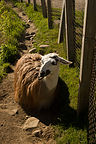 Parc du Mont-Sainte-Anne Llama?