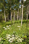 Raccoon Loop Trail view