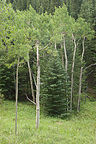 Raccoon Loop Trail aspen