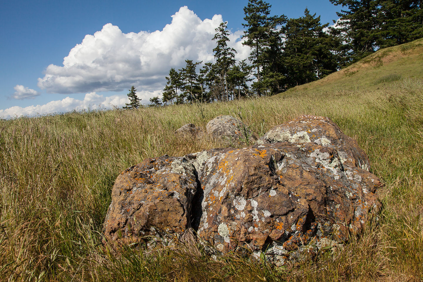 Willow Creek Meadow