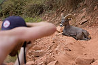 John Photographing Bighorn