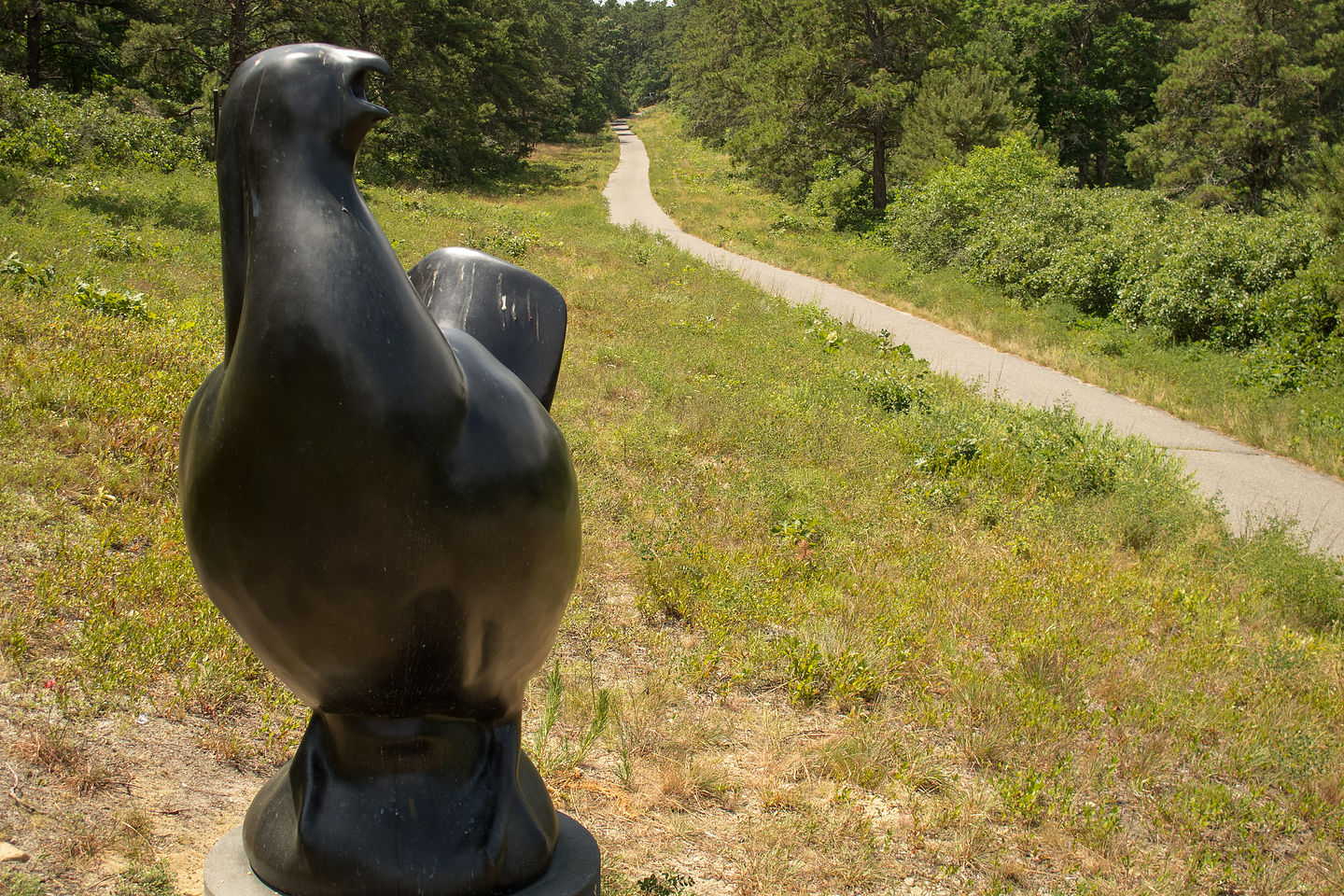 "Boomer" and State Forest Trail