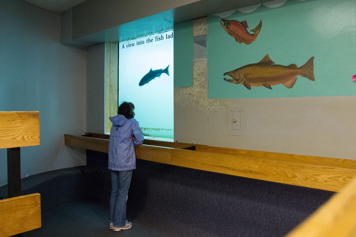 Lolo Observing Fish at Bonneville Hatchery