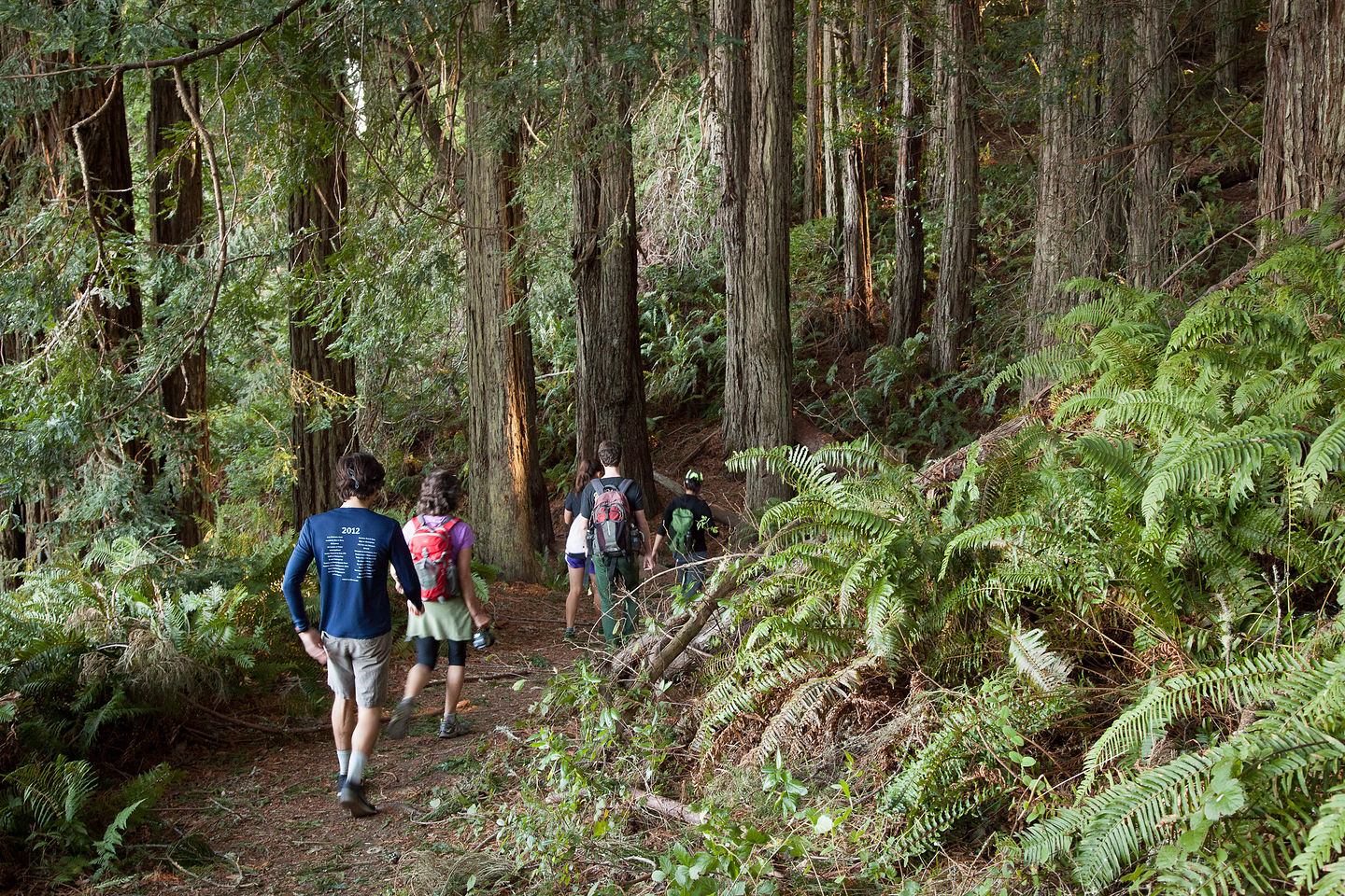 Pomo Canyon / Red Hill loop trail Hike