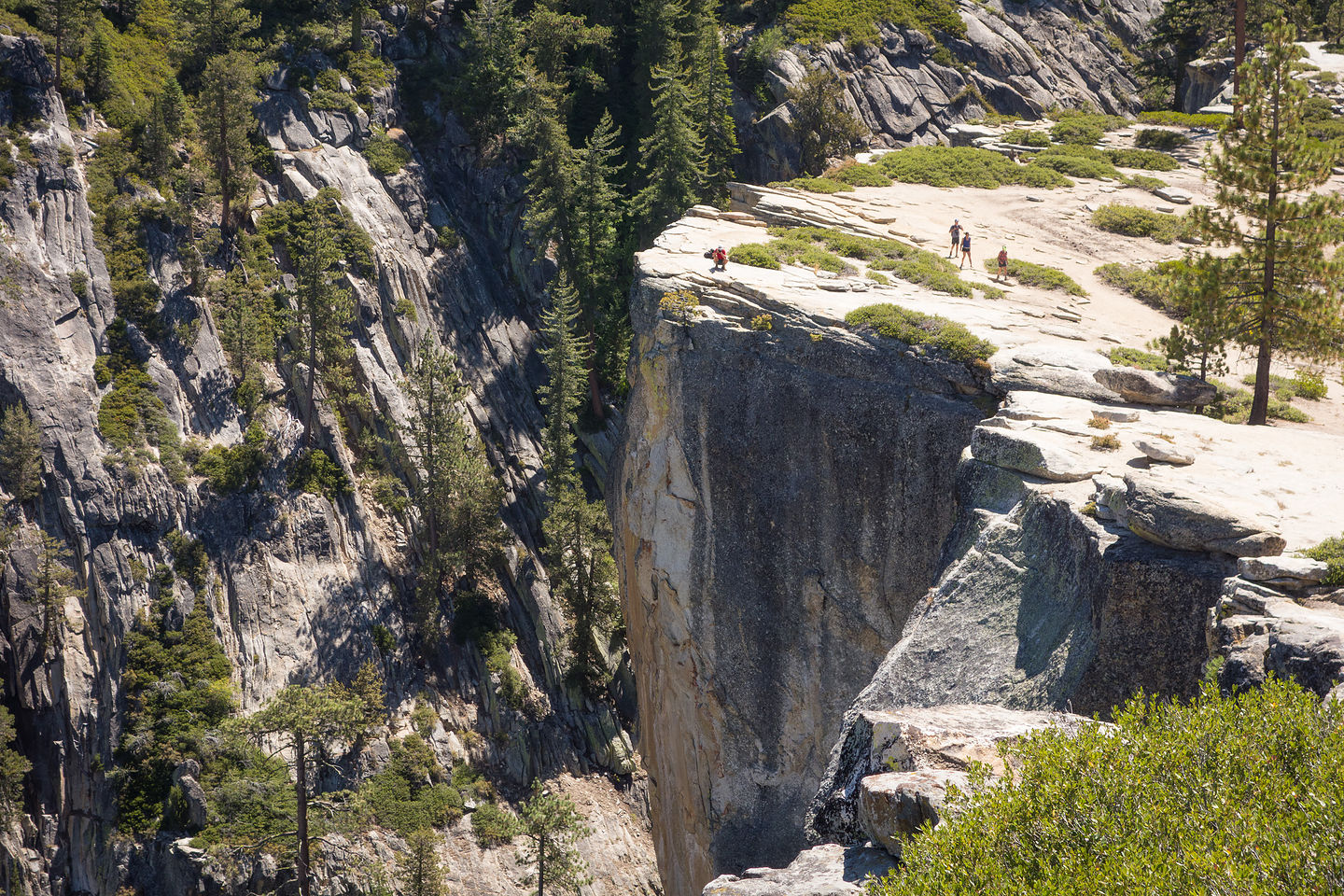 Herb at the Fissures