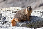 Mount Hoffman Marmot