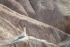 Zabriskie Point Bride Model