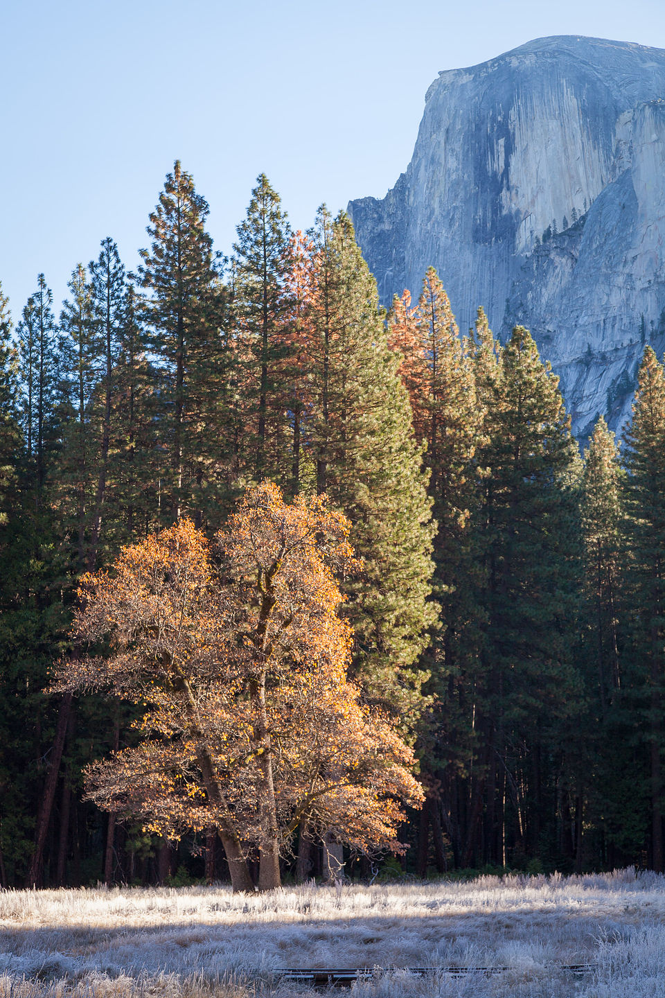 Half Dome with Frosty Meadow