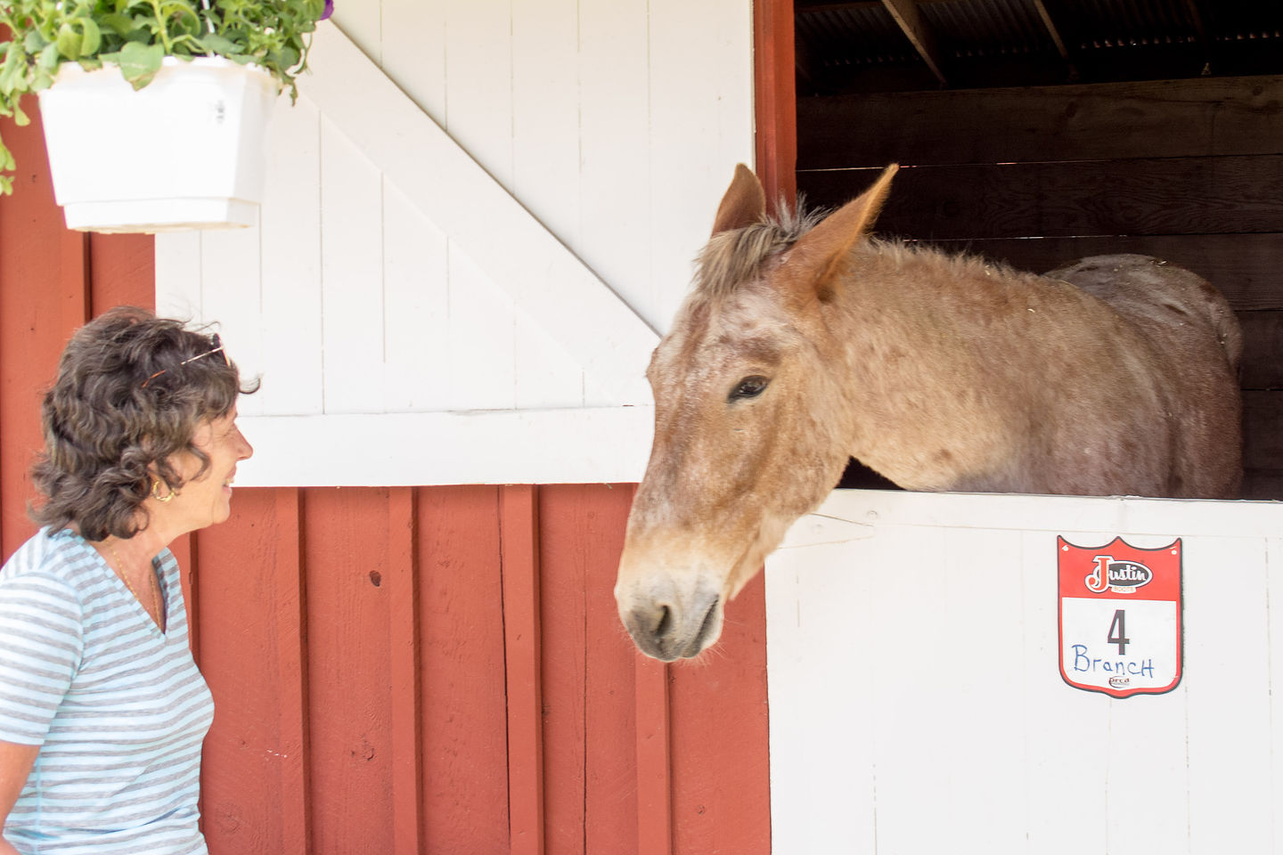 Lolo with Mule