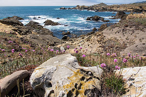 Salt Point State Park Coastline