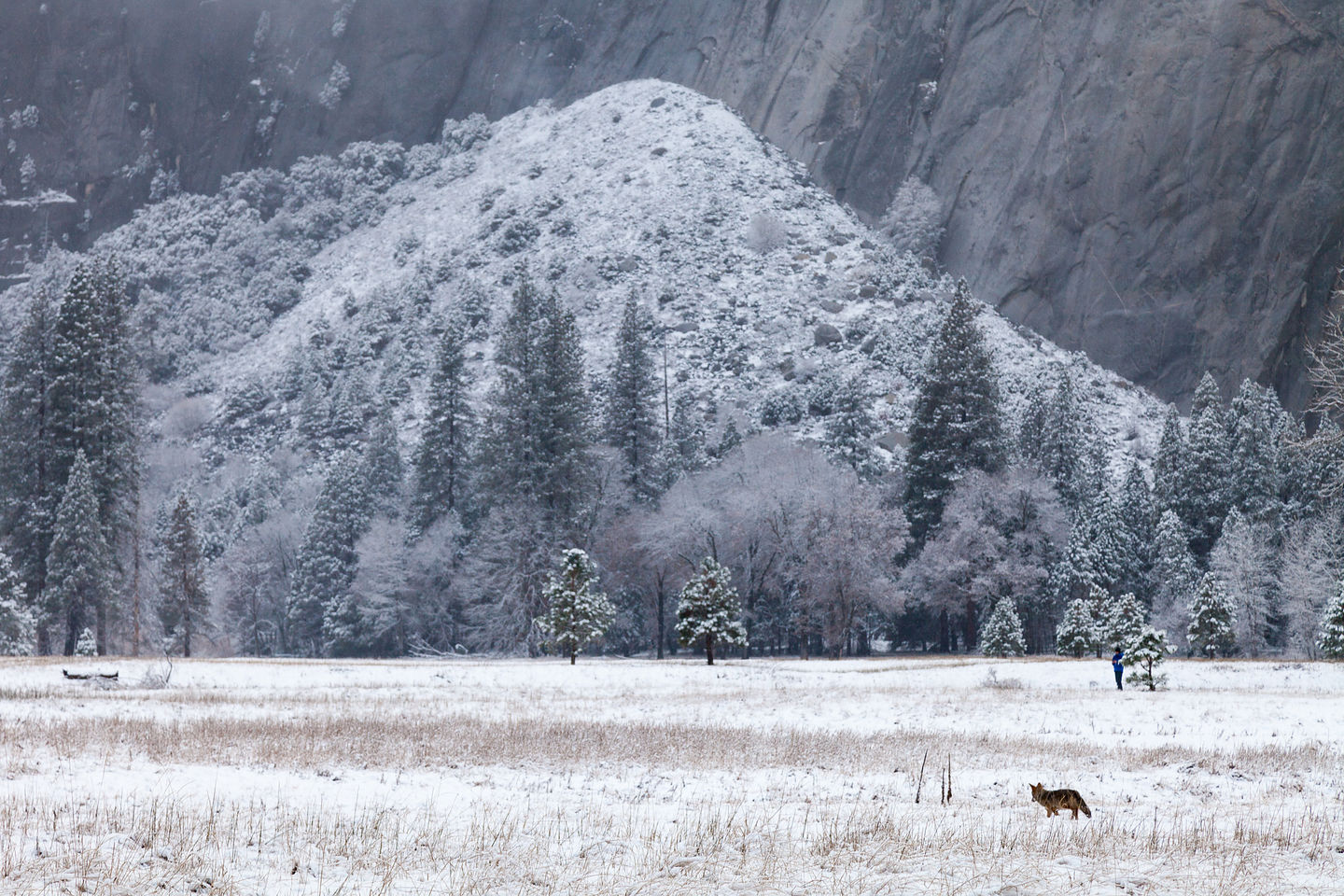 Lonely Fox seeking Lonely Snowman