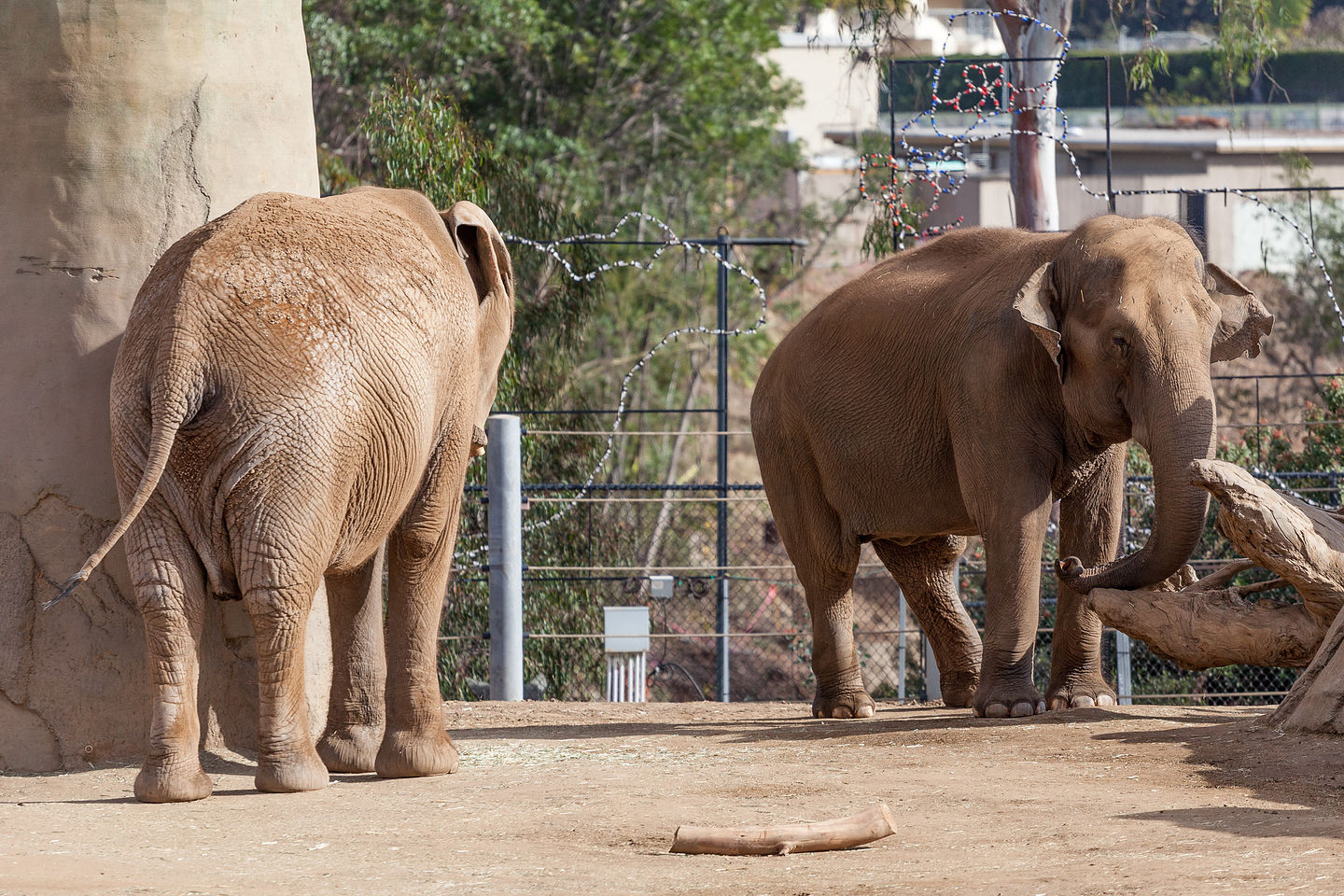 Elephants