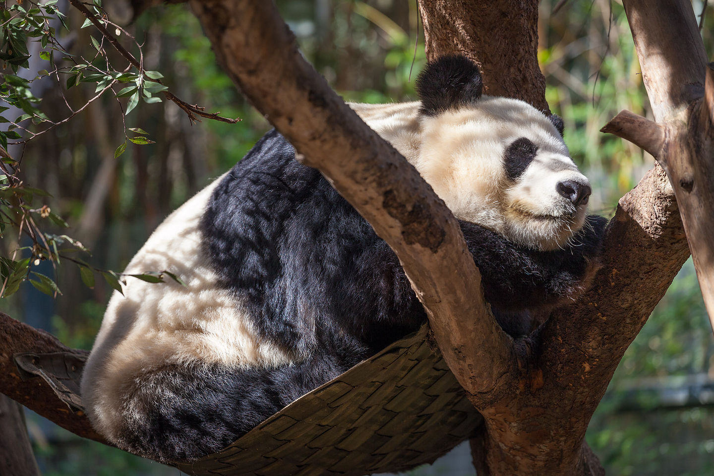 Giant Panda