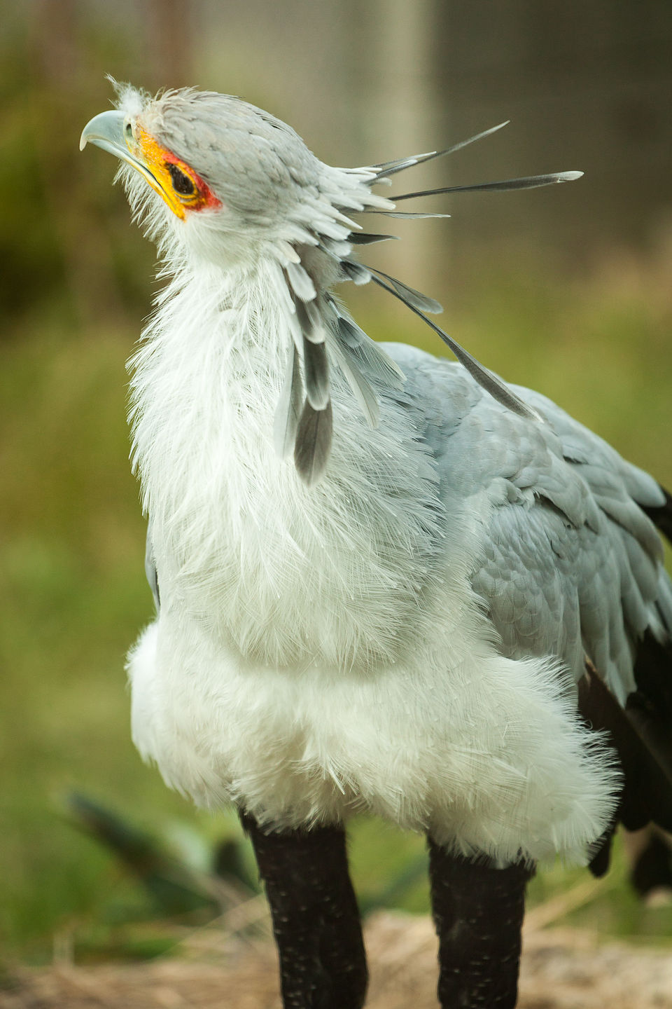 Secretary Bird