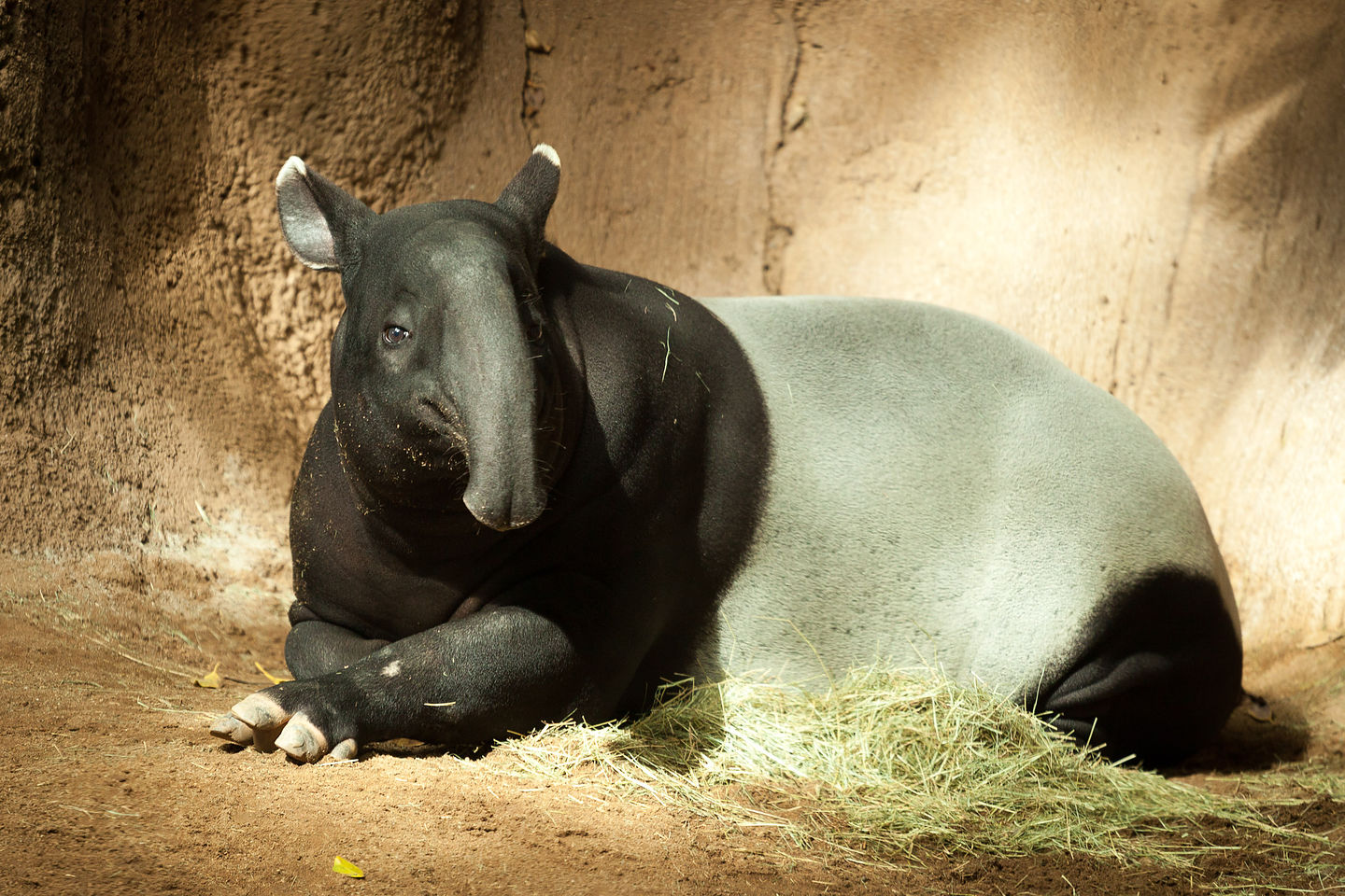 Malay Tapir