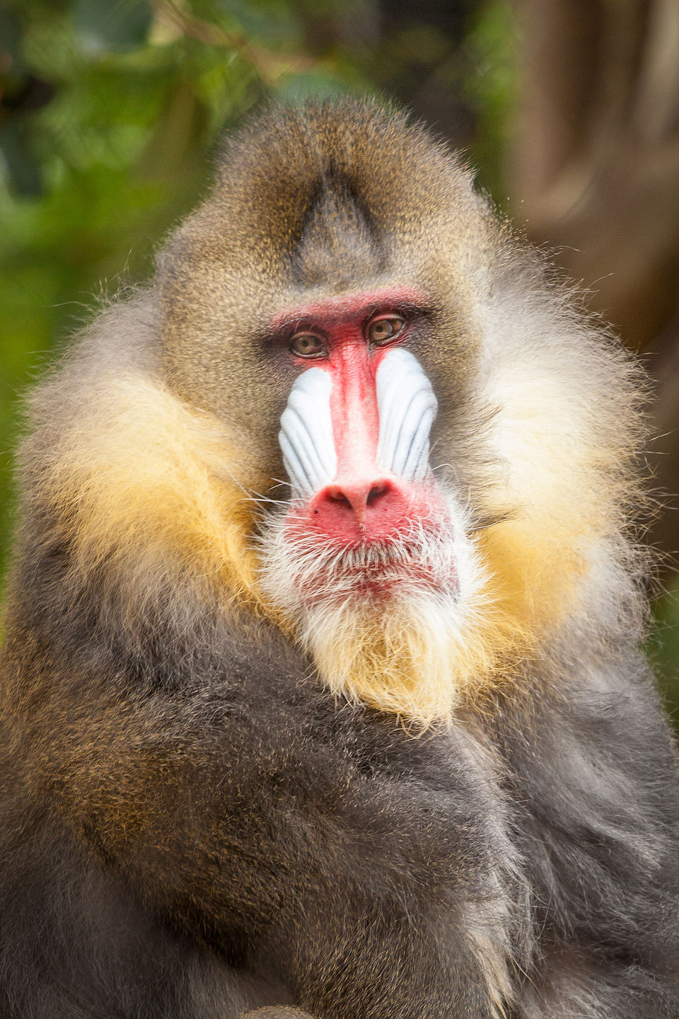 Mandrill