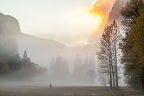 Yosemite Gold