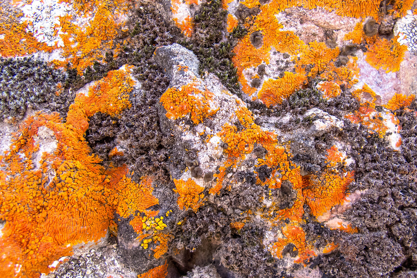 Orange Lichen