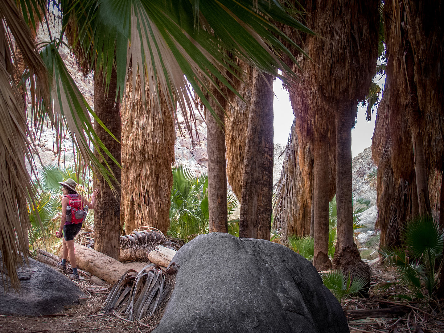 Lolo among the Palms