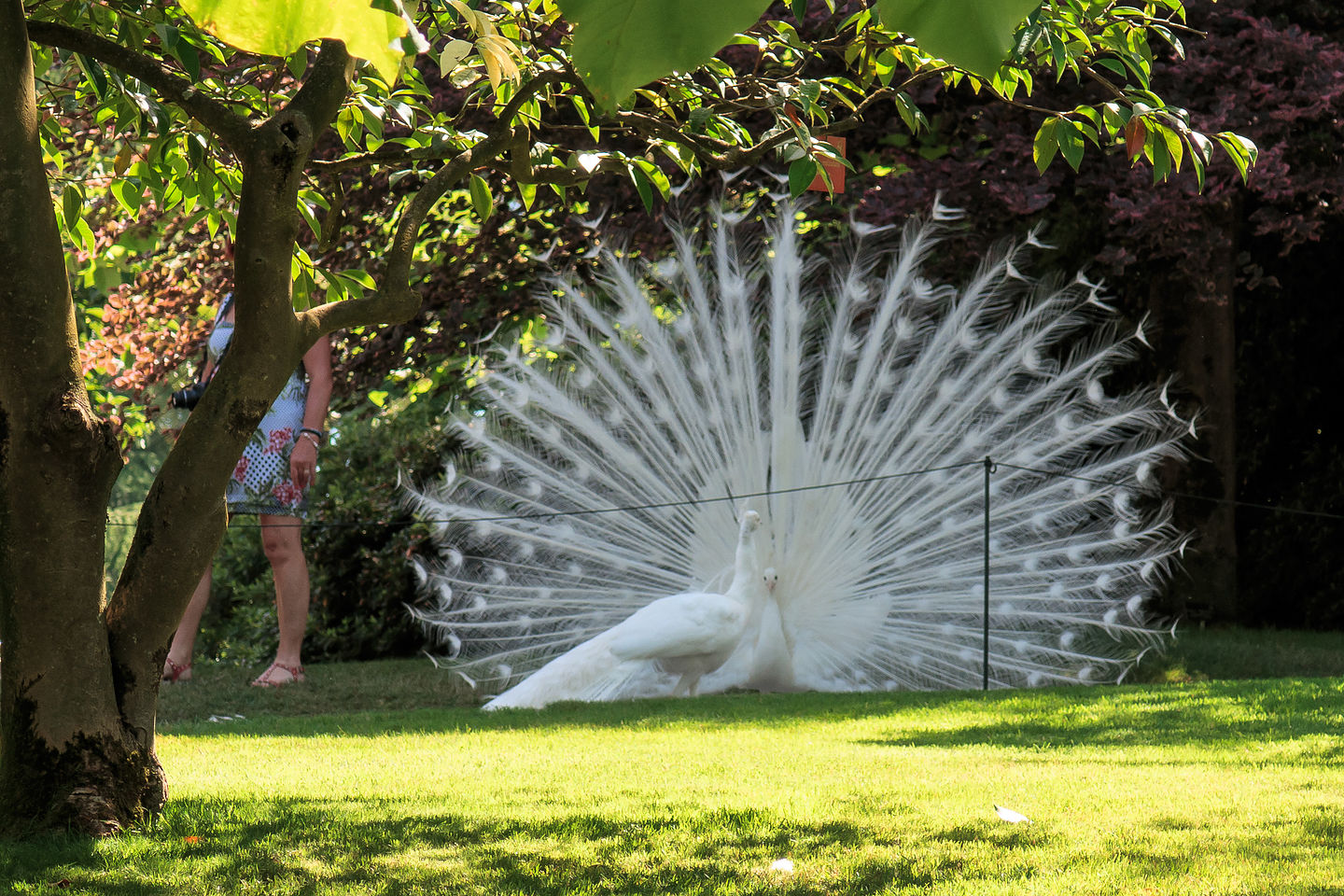 Isola Madre White Peacocks