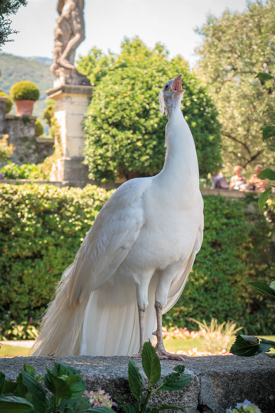 Isola Bella showing it has a white peacock too