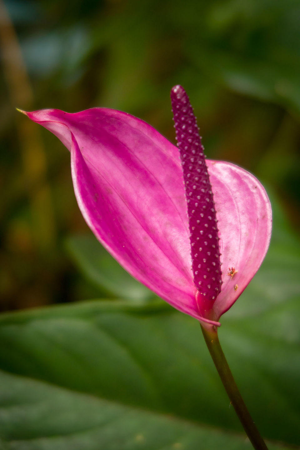 Anthurium flow in Hawaii Tropical Botanical Garden