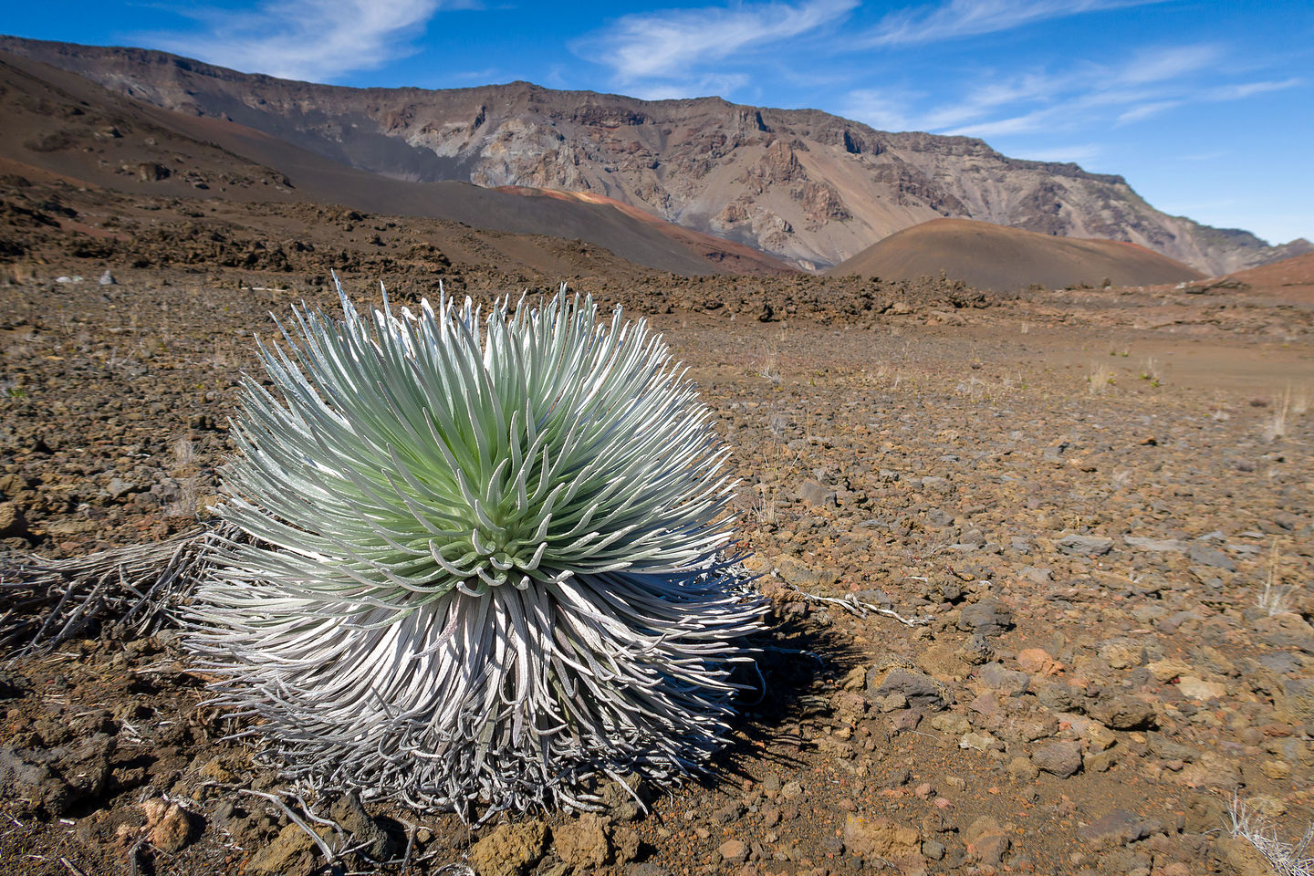 Haleakala Silversword