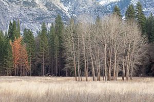 The barren trees of winter