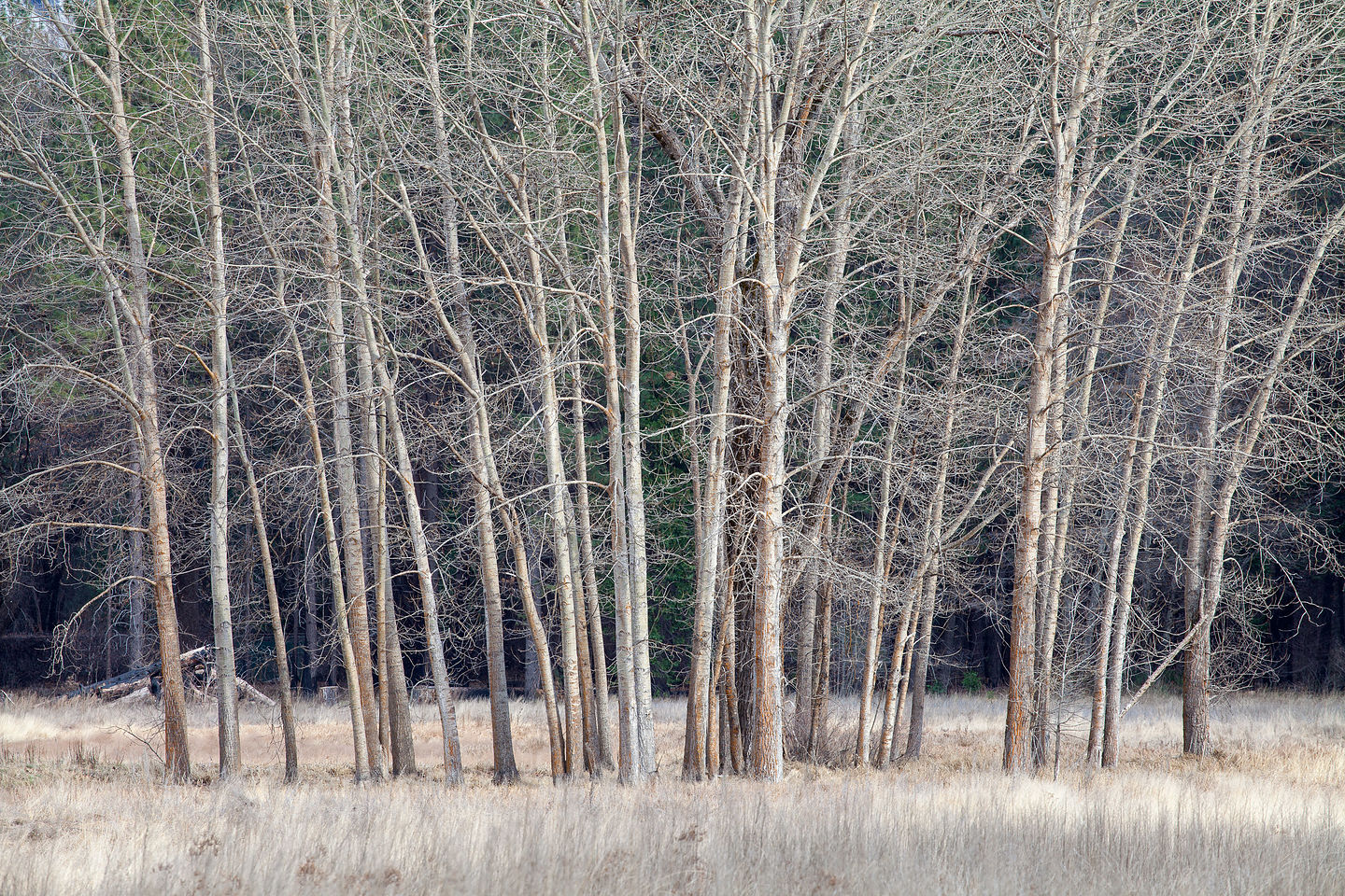 Lovely trees of winter