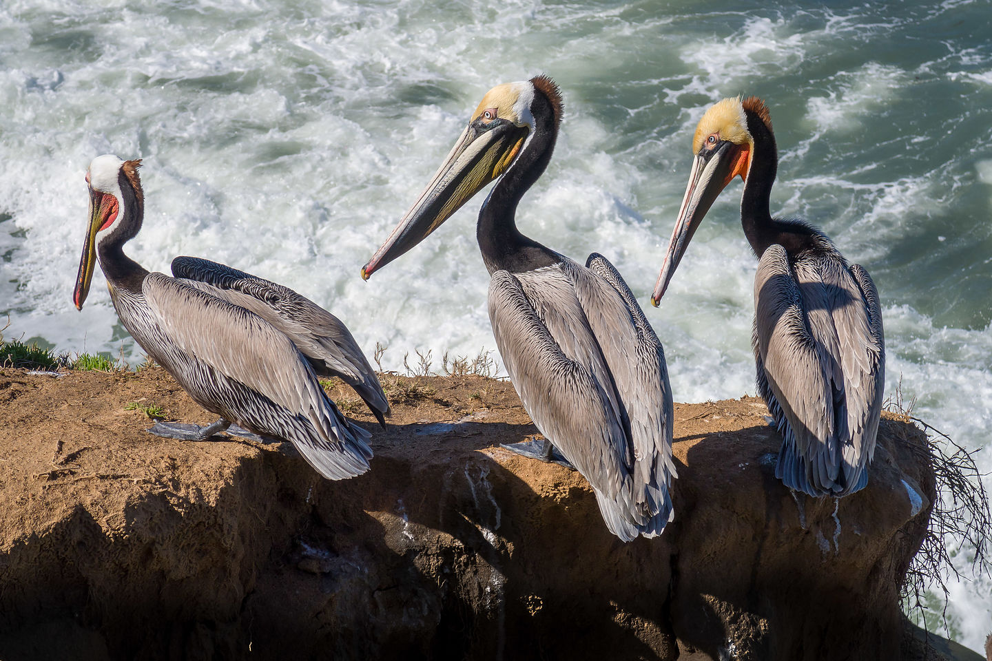 California brown pelicans