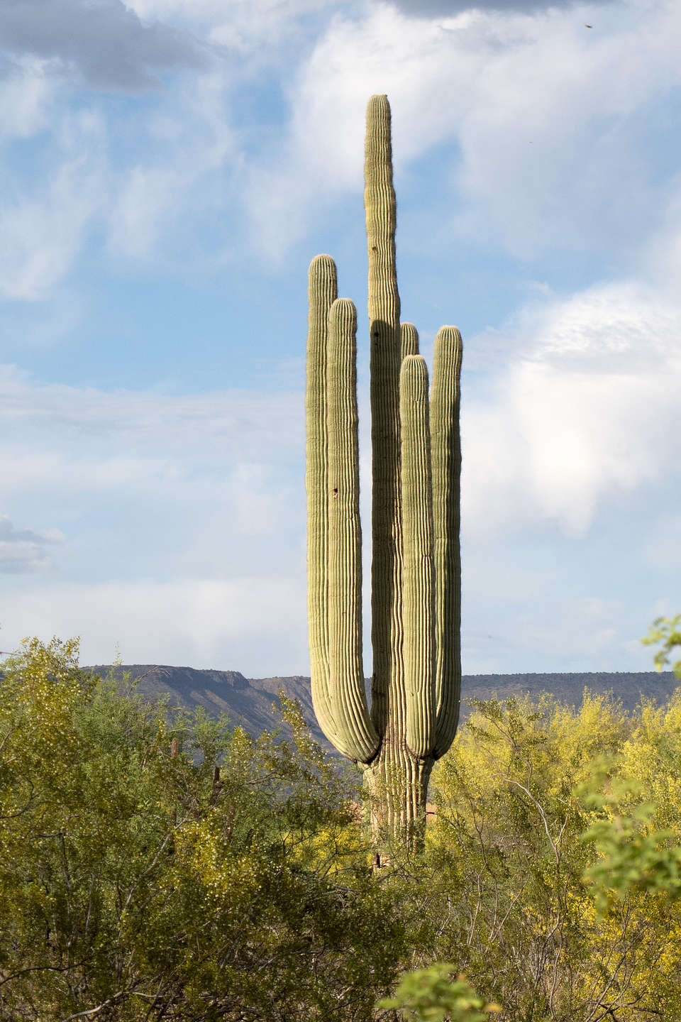 Saguaro Cactus