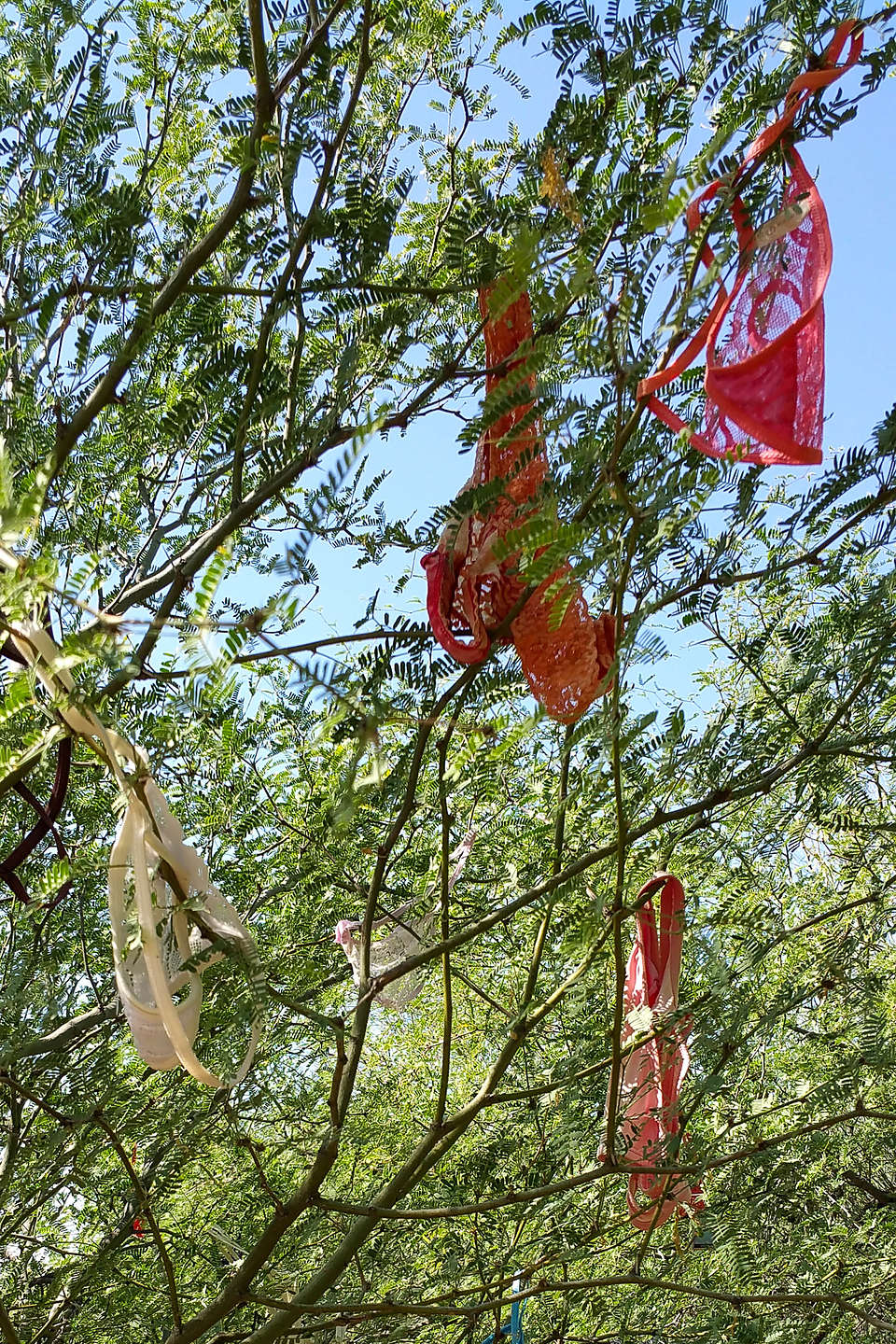 Thongs in the Trees