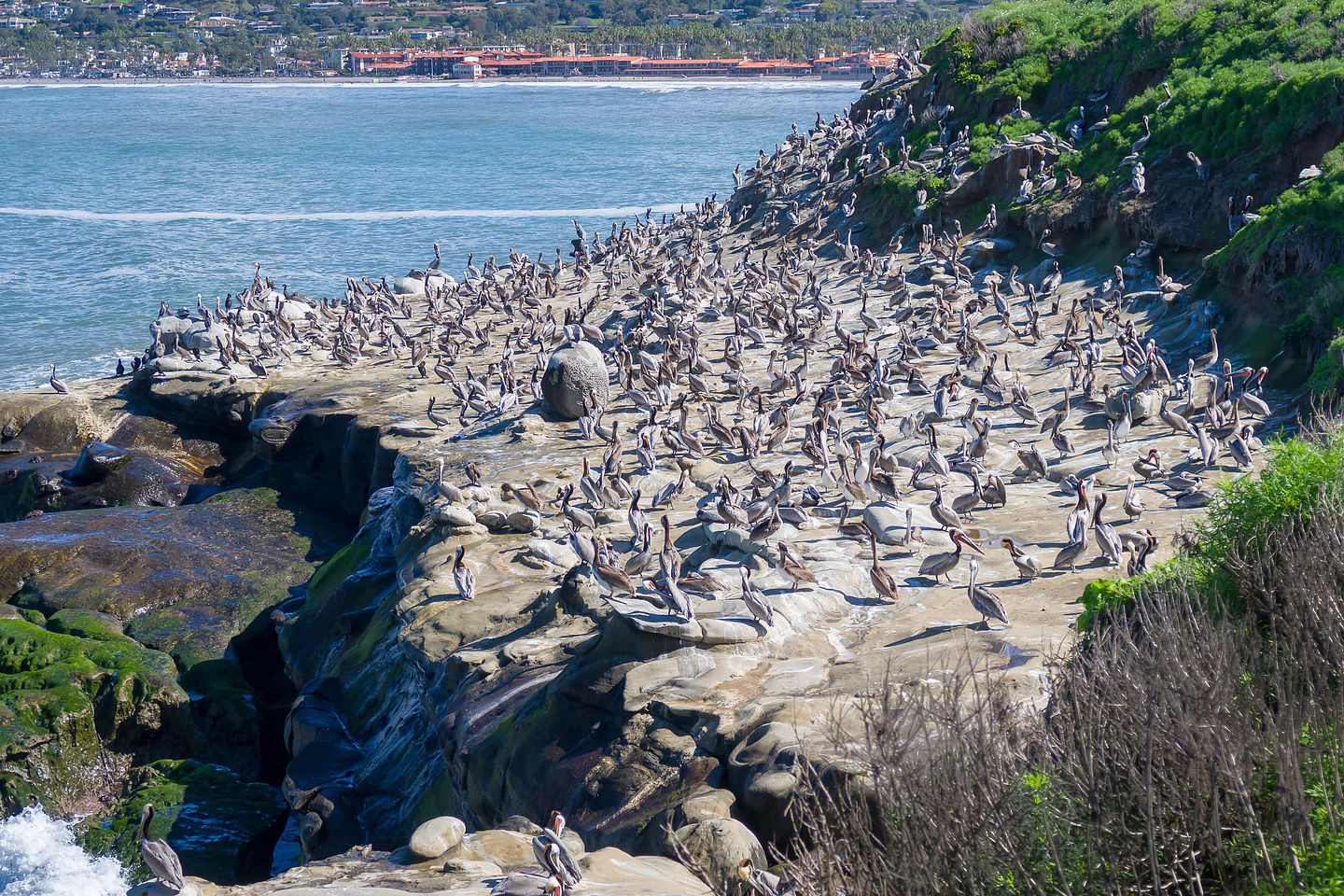 Pelicans