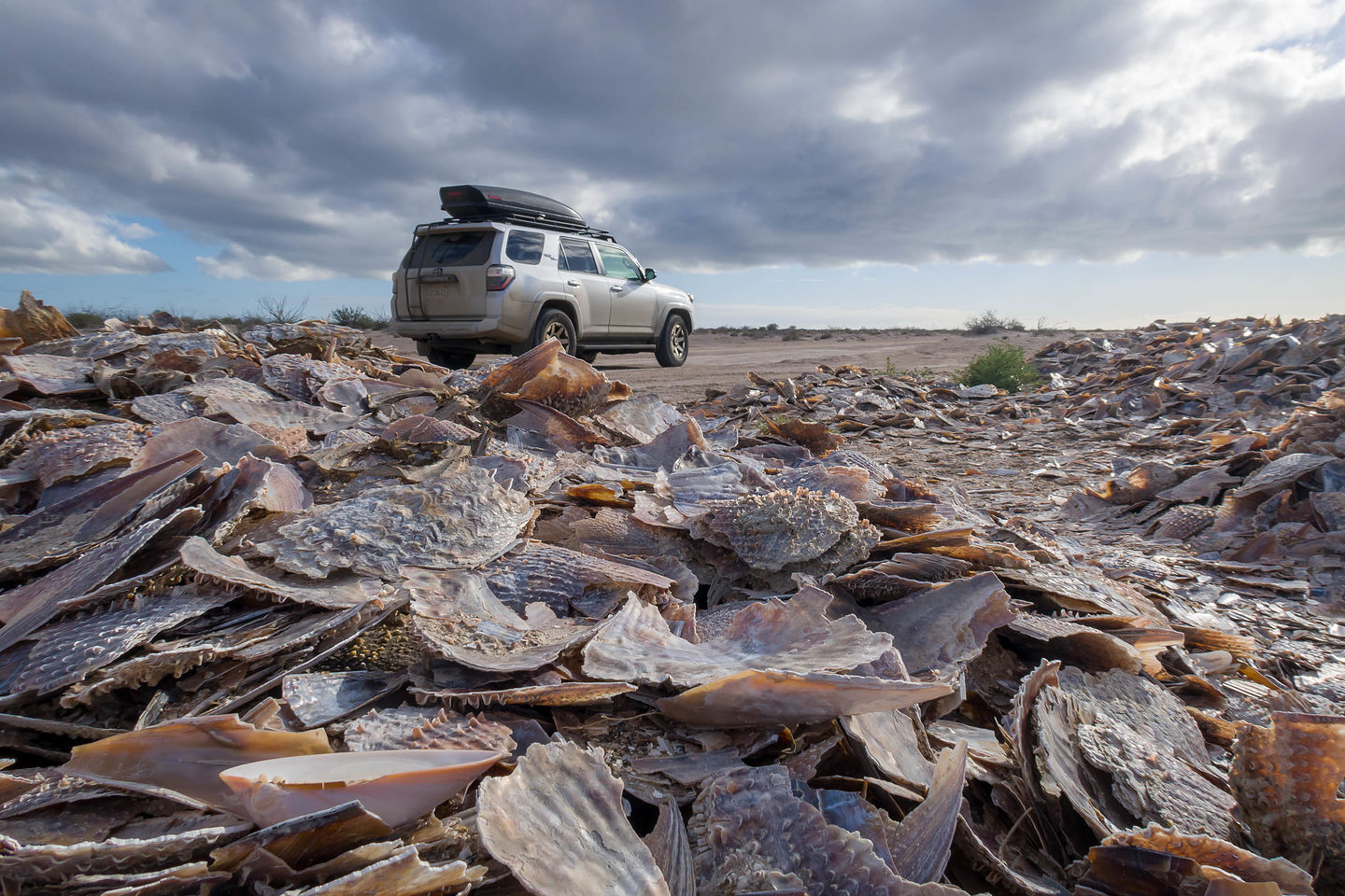 Pile of shells on road to Kuyima Eco Tour camp